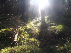 "Vår i skogen" av Camilla Sundberg